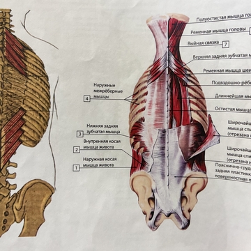 Нижняя задняя зубчатая